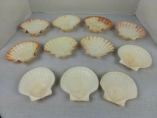 11 Vintage Real Natural Sea Shell Baking Dishes Scalloped Clam Shell Japan 3
