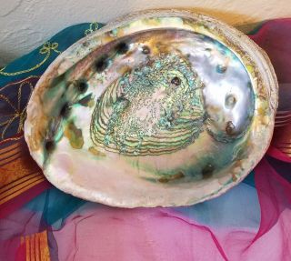 Vintage Large Natural Abalone Sea Shell 9 " Unpolished