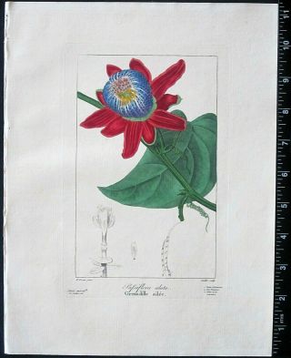 Bessa,  P.  Flore Des Jardiniers,  Passionflower,  Passiflora Alata,  Handcol.  Engr.  C.  1836