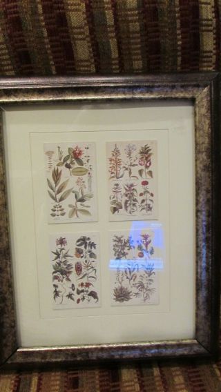 Framed And Matted Set Of 4 Botanical Drawings 15 ¼” By 12 ¼”