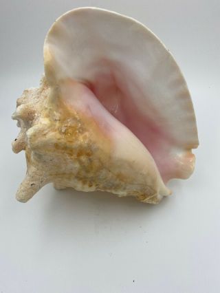 Extra Large Vintage Queen Conch Seashell Sea Shell Pink 8 "