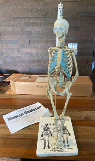 Vintage John’s Hopkins 19” Anatomical Skeleton Model