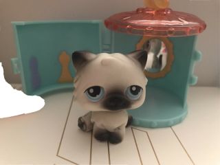 Authentic Littlest Pet Shop Persian Cat 60 Lps With Accessory (red Magnet)