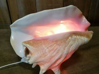Stunning Vintage Large 9 " Queen Conch Shell Night Light Lamp Electric