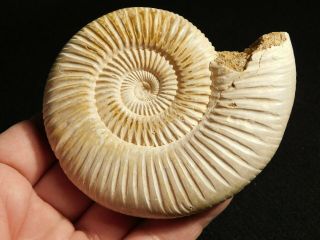 A Larger Polished 200 Million Year Old White Ribbed Ammonite Fossil 155gr