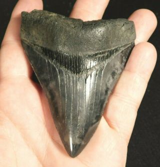 A Big 100 Natural Carcharocles Megalodon Shark Tooth Fossil 116gr