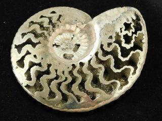 A Big Polished Iridescent Pyrite Ammonite Fossil Volga River Russia 73.  6gr