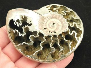 A Big Polished Iridescent Pyrite Ammonite Fossil Volga River Russia 63.  0gr