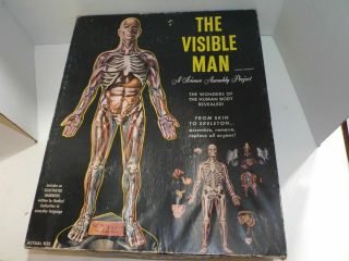 The Visible Man By Renewal Human Model Science Assembly Project 1959 Complete