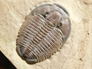 A Natural 510 Million Year Old Elrathia Trilobite Fossil Utah 197gr A