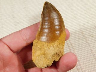 A Big Natural 100 Million Year Old Mosasaurus Tooth Fossil 81.  7gr