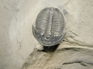 A Smaller 510 Million Year Old Elrathia Trilobite Fossil Utah 66.  1gr C