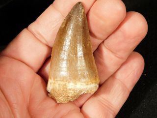 A Big Natural 100 Million Year Old Mosasaurus Tooth Fossil 27.  2gr