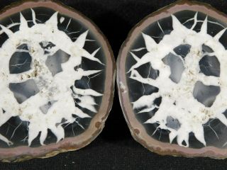 A Neat Pattern On This Larger Natural Polished Septarian Nodule 296gr