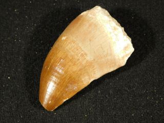 A Big Natural 100 Million Year Old Mosasaurus Tooth Fossil 33.  7gr