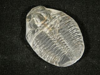 510 Million Year Old Trilobite Fossil From Utah 6.  45