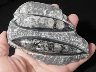 TWO Polished 400 Million Year Old ORTHOCERAS Fossils Morocco 396gr 2