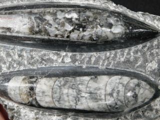 TWO Polished 400 Million Year Old ORTHOCERAS Fossils Morocco 396gr 3